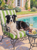 Provence pet portrait: a border collie on a green-striped poolside chair with a cheese plate and white wine